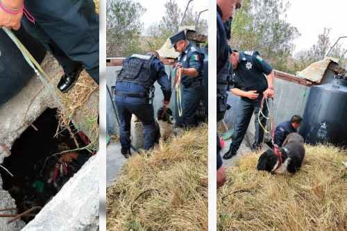 Rescatan a perrito ciego que cayó en cisterna vacía en Jilotepec